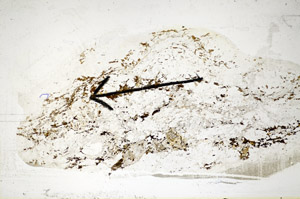 Plane Polarized, S85211
