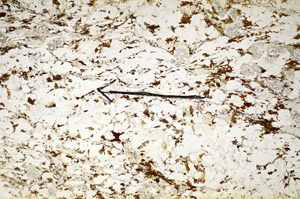 Plane Polarized, S85212