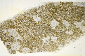 Plane Polarized, S85220