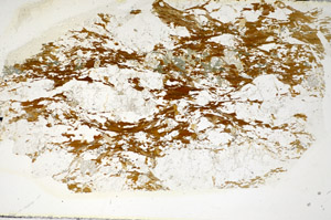 Plane Polarized, S85223