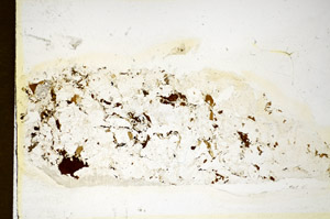 Plane Polarized, S85225