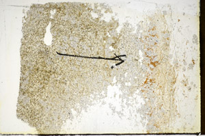 Plane Polarized, S85226