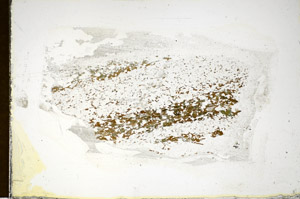 Plane Polarized, S85230