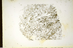 Plane Polarized, S85232