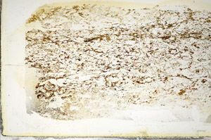 Plane Polarized, S85236