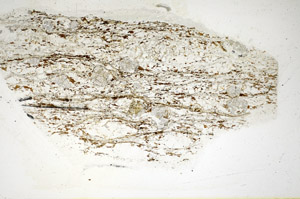 Plane Polarized, S85237
