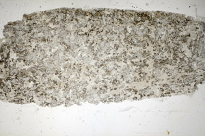 Plane Polarized, S85246