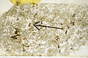 Plane Polarized, S85259