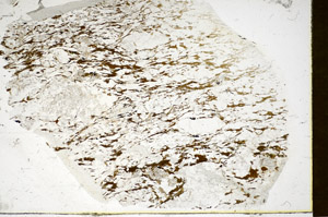 Plane Polarized, S85290