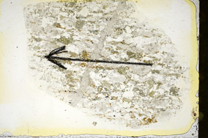 Plane Polarized, S85297