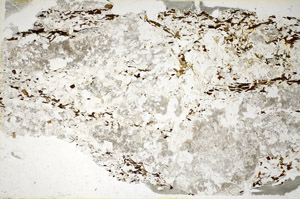 Plane Polarized, S85316