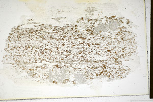 Plane Polarized, S85322
