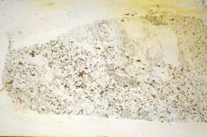 Plane Polarized, S85324