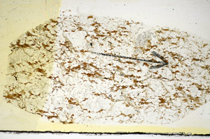 Plane Polarized, S85325