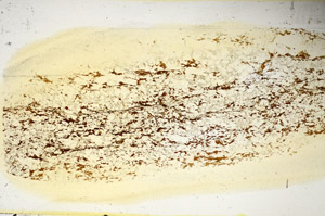 Plane Polarized, S85327