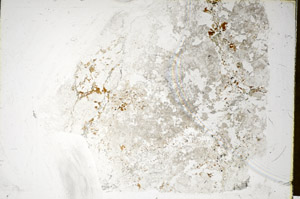 Plane Polarized, S85330