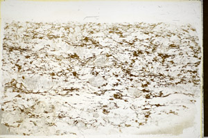 Plane Polarized, S85331