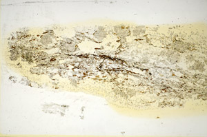 Plane Polarized, S85333