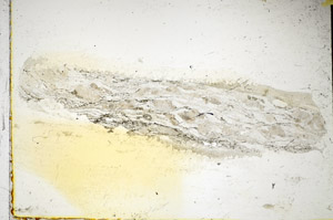 Plane Polarized, S85340
