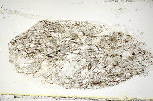 Plane Polarized, S85343
