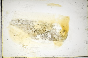 Plane Polarized, S85344