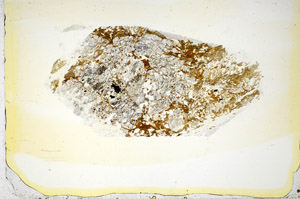 Plane Polarized, S85348