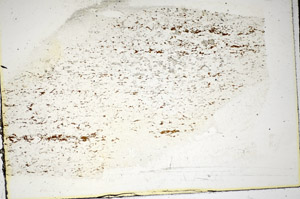 Plane Polarized, S85350