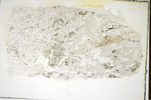 Plane Polarized, S85351