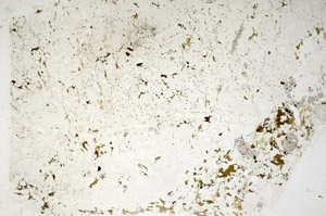 Plane Polarized, S85352