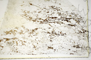 Plane Polarized, S85354