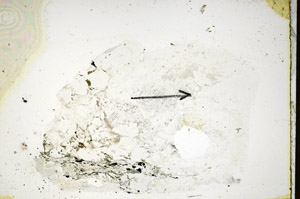 Plane Polarized, S85355