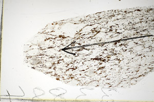 Plane Polarized, S85357