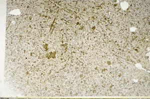 Plane Polarized, S85364