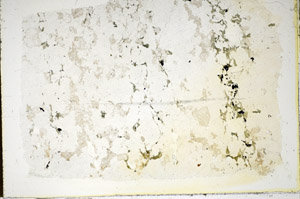 Plane Polarized, S85369
