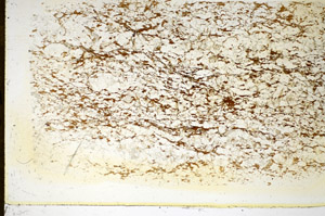 Plane Polarized, S85377