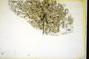Plane Polarized, S85378