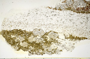 Plane Polarized, S85386