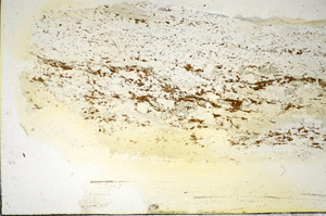 Plane Polarized, S85387