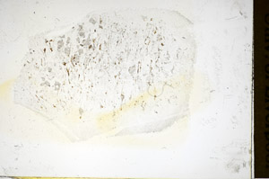 Plane Polarized, S85397