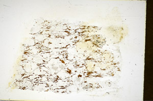 Plane Polarized, S85399