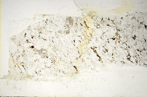 Plane Polarized, S85410