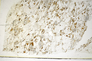 Plane Polarized, S85411