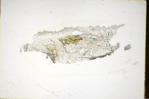 Plane Polarized, S85415