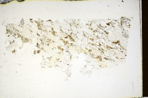 Plane Polarized, S85419