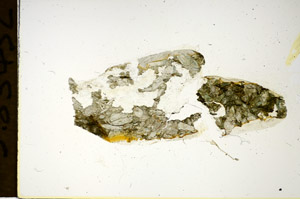 Plane Polarized, S85432
