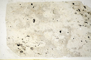 Plane Polarized, S85434