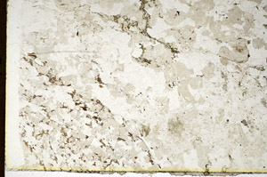 Plane Polarized, S85436