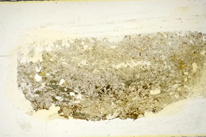 Plane Polarized, S85444
