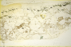 Plane Polarized, S85445