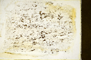 Plane Polarized, S85446